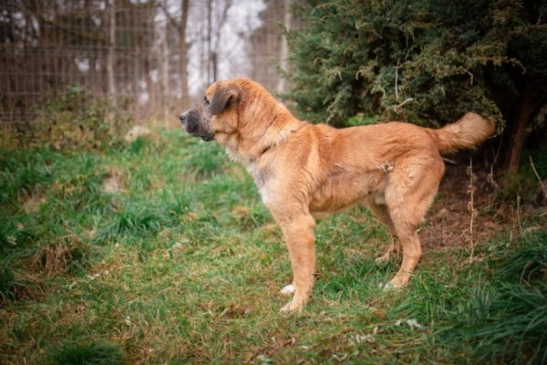 Berni - duży, terytorialny pies szuka domu z podwórkiem!