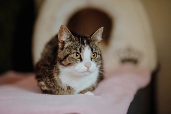Cudowna Marzenka, wyjątkowa kotka do adopcji