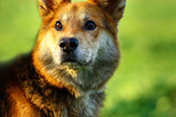 Fido - przyjazny, wesoły kandydat na psijaciela!  F