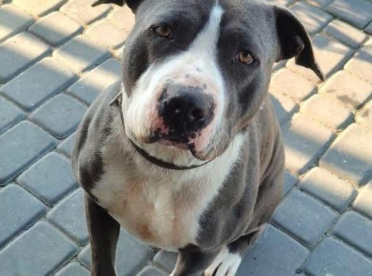 Cudowny, młody, domowy amstaff szuka domu!