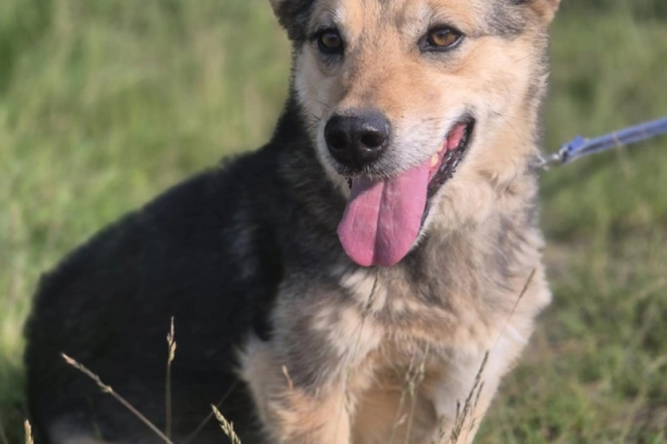 Figa - suczka w typie corgi, wesoła