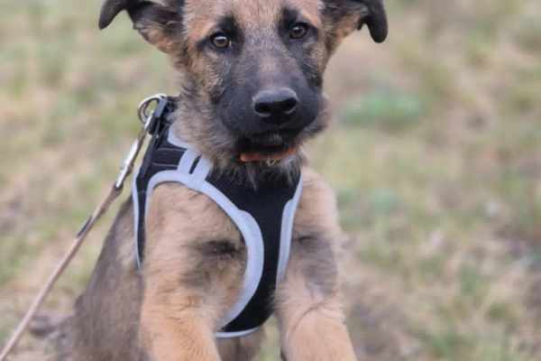 Melek - trzymiesięczny, nieśmiały SZCZENIAK adopcja
