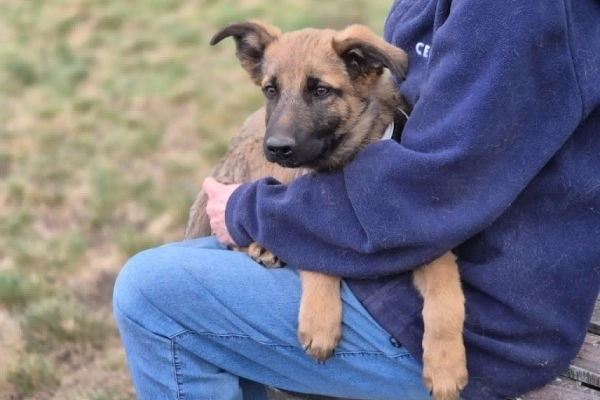Melek - trzymiesięczny, nieśmiały SZCZENIAK adopcja