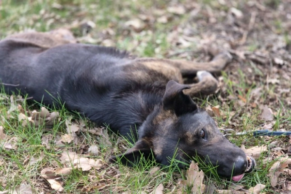 Axa - wpatrzona w człowieka, młoda suczka