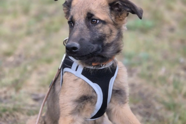 Melek - trzymiesięczny, nieśmiały SZCZENIAK adopcja