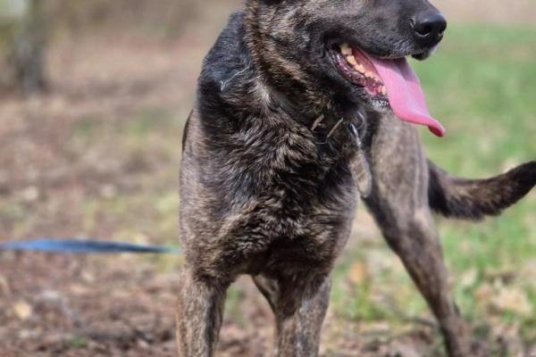Axa - wpatrzona w człowieka, młoda suczka