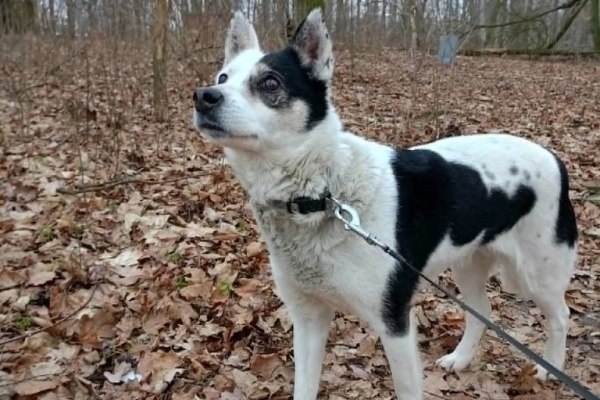 BIBI mała sunia łagodna i kochana szuka domu