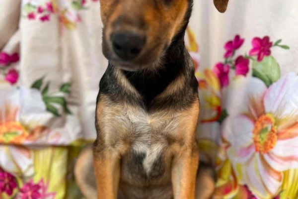 Kiwi - 4 miesięczna sunia SZCZENIAK adopcja