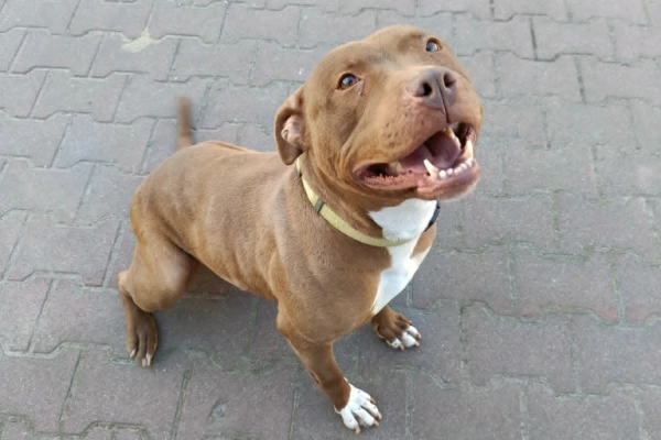 Megi, wyjątkowa sunia w typie pitbulla red nose