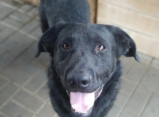 Pluto - zakochany w człowieku LABRADOR mix