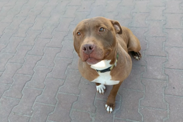 Megi, wyjątkowa sunia w typie pitbulla red nose