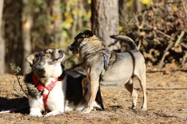 Burek - delikatny, wesoły psiak błaga o dom!