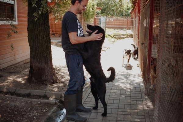 Pluto - zakochany w człowieku LABRADOR mix