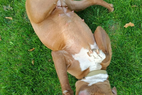Megi, wyjątkowa sunia w typie pitbulla red nose