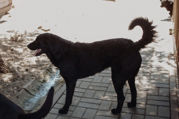 Pluto - zakochany w człowieku LABRADOR mix
