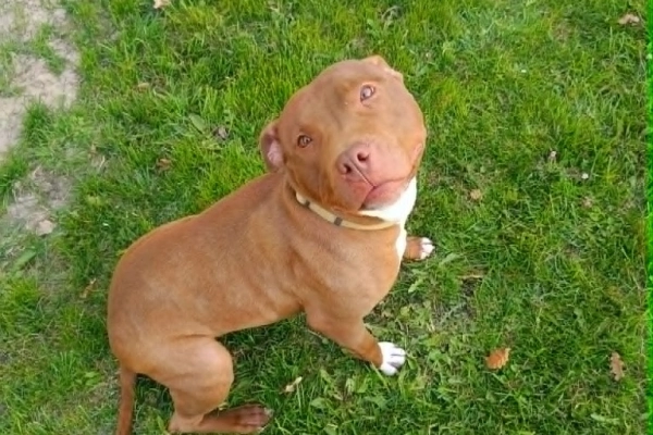 Megi, wyjątkowa sunia w typie pitbulla red nose