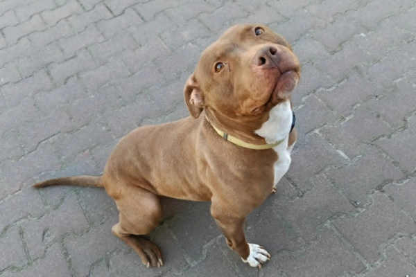 Megi, wyjątkowa sunia w typie pitbulla red nose