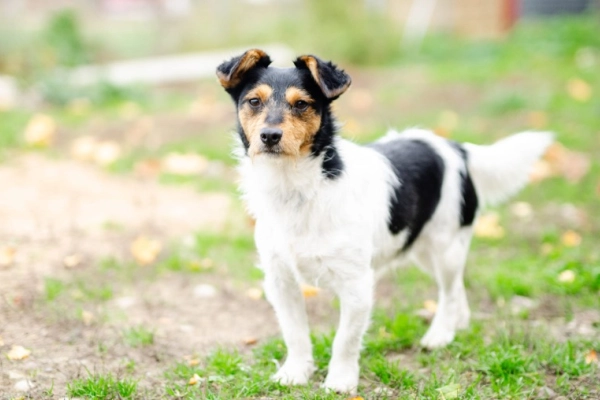 Żuczek - niewielki mix terrierka szuka domu!