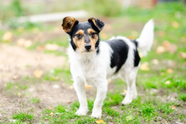 Żuczek - niewielki mix terrierka szuka domu!