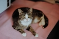 Cudowna Marzenka, wyjątkowa kotka do adopcji