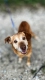 Staś - cudowny psi dziadek, przyjazny i wesoły