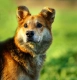 Fido - przyjazny, wesoły kandydat na psijaciela!  F