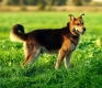 Fido - przyjazny, wesoły kandydat na psijaciela!  F