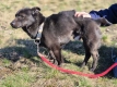Czaruś - doświadczony przez życie psiak szuka pilnie domu!