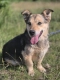Figa - suczka w typie corgi, wesoła