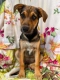 Kiwi - 4 miesięczna sunia SZCZENIAK adopcja