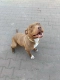 Megi, wyjątkowa sunia w typie pitbulla red nose