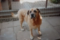 Suzi - domowa, kochana, przyjazna sunia