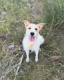 Kefir - 12 miesięczny, przyjazny terierek!
