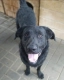Pluto - zakochany w człowieku LABRADOR mix