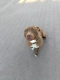 Megi, wyjątkowa sunia w typie pitbulla red nose