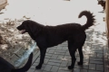 Pluto - zakochany w człowieku LABRADOR mix
