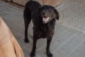 Pluto - zakochany w człowieku LABRADOR mix