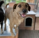 Fuks - wesoły, młody terrier mix szuka domu!