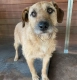 Fuks - wesoły, młody terrier mix szuka domu!