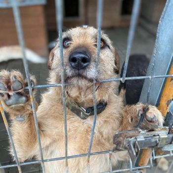 Fuks - wesoły, młody terrier mix szuka domu!